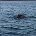 Bottlenose Dolphin - New Quay