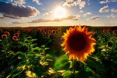 Sunflowers in the sunset