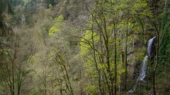 Nature, juste nature - Photo of Wangenbourg-Engenthal