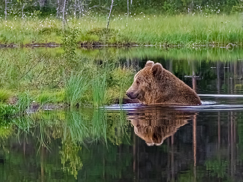 Karhun uimaanlähtö, IKs Kuukausi kilpailu