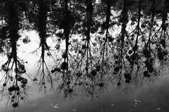 Upside down trees - Photo of Riaillé