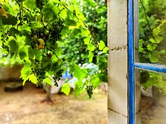 Window with vines