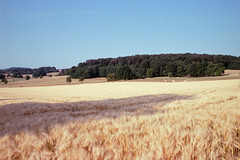 Time to harvest - Photo of Odratzheim