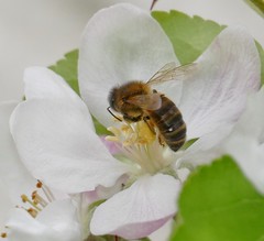 Western Honey Bee (Apis mellifera) on Apple (Malus domestica) flowers ...