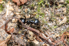 Camponotus fallax (Nylander, 1856) - Photo of Guérande