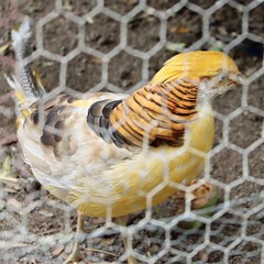 Golden pheasant - Photo of Panzoult