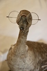 Goose with glasses taxidermy