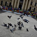 Pichones en la plaza del Salvador