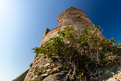 La tour génoise d-Erbalunga-02 - Photo of Farinole