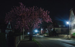 Cerisiers nocturnes - Photo of Balbronn