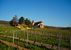 Vineyard and chapel