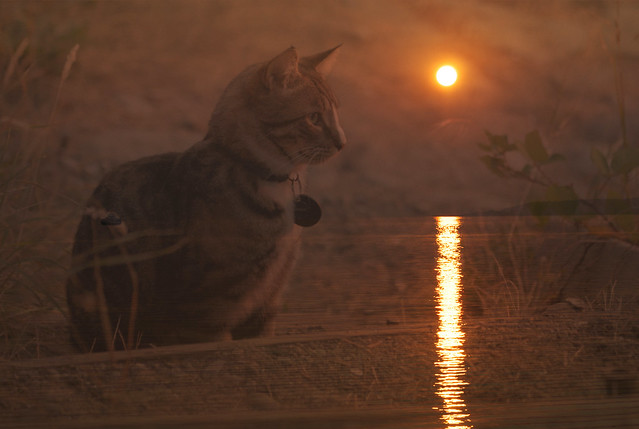 Cat at sunset