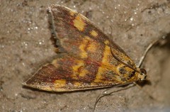 Mint Moth (Pyrausta aurata) - Photo of Le Poujol-sur-Orb