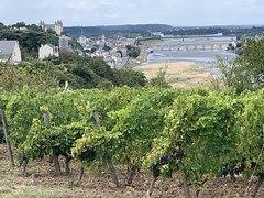 Winefields near Saumur  (Maine et Loire, France 2023)
