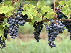 Saumur winefields (Maine et Loire, France 2023)