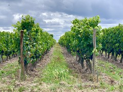 Saumur winefields (Maine et Loire, France 2023)