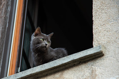 A cat in a Saint Loup window, watching the world go by