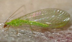 Common Green Lacewing (Chrysoperla sp.) - Photo of Camplong