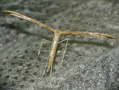 T Moth (Emmelina monodactyla) - Photo of Camplong