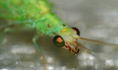 Common Green Lacewing (Chrysoperla sp.) close-up ...