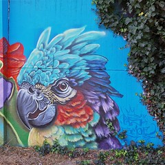 Parrot graffiti @ SB Stadtautobahn 04-09-2023 - Photo of Blies-Guersviller