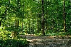 Forest - Photo of Wisches