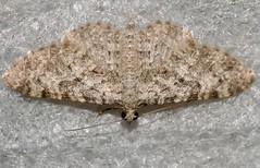 Pug Moth (Eupithecia semigraphata) - Photo of Combes