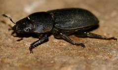 Lesser Stag Beetle (Dorcus parallelipipedus) - Photo of Villemagne-l'Argentière