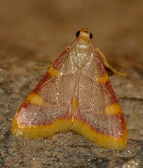 Clover Hayworm Moth (Hypsopygia costalis) - Photo of Mons