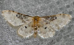 Geometrid Moth (Idaea filicata) - Photo of Combes