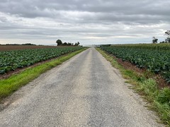 Roads through cabbage fields