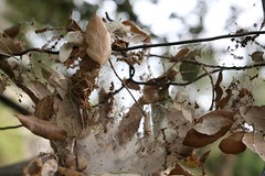 les feuilles mortes - Photo of Ghisonaccia