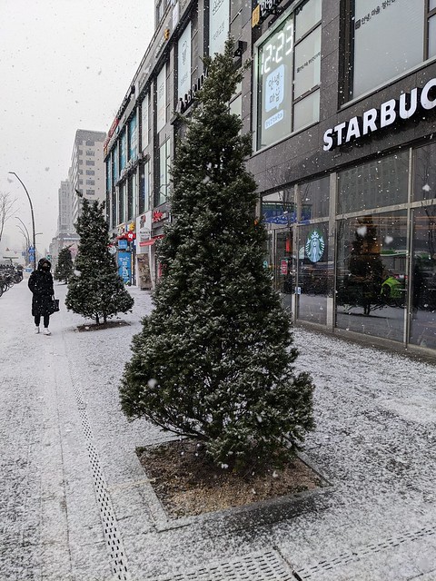서울. 눈.