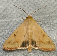 Cotton Bollworm Moth (Helicoverpa armigera) - Photo of La Tour-sur-Orb
