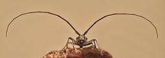 But why on earth are they called longhorn beetles? - Photo of Belin-Béliet