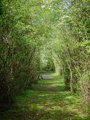 Tunnel entre les arbres - Photo of Nozay