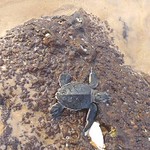Baby turtle