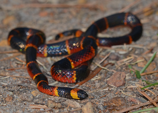 EasternCoral Snake