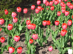 Tulip Festival at Dow's Lake