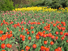 Tulip Festival at Dow's Lake