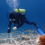 Coral fragmen tied