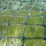Transplanted Seagrass Aug 23