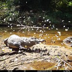 Crocodile caught on camera trap