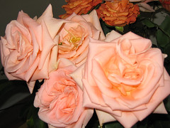 Anniversary roses