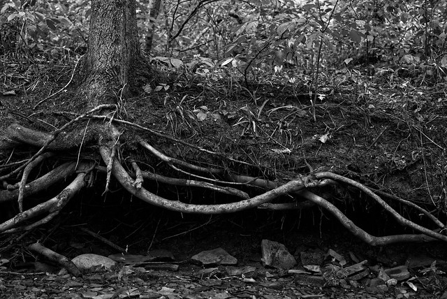 uprooted