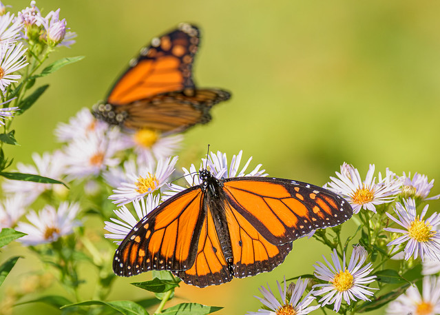 Monarch Butterfly Duo