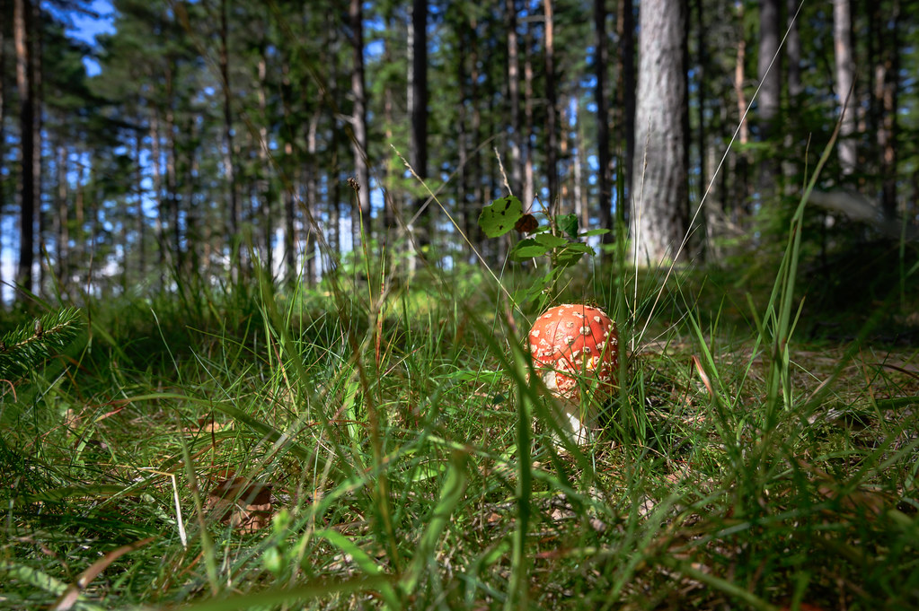 Sweden 2023 - so many mushrooms... near Axelbrottet