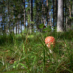 Sweden 2023 - so many mushrooms... near Axelbrottet