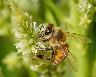 Honeybee (Explored)