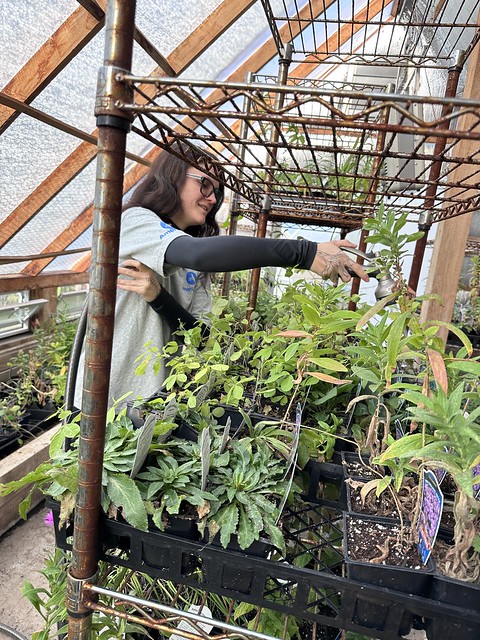 AmeriCorps ASTAR member Rebecca Nye waters plants at the Evergreen Heritage Center
